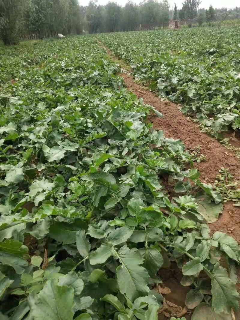 电商水果萝卜，加工厂水果萝卜，养殖水果萝卜，价格便宜