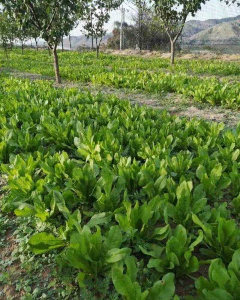 大叶菊巨适合喂鸡鸭鹅好牧草重上一次多年不用再重