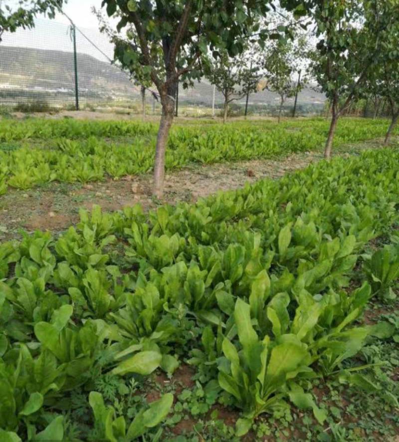 大叶菊巨适合喂鸡鸭鹅好牧草重上一次多年不用再重