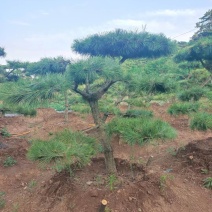 泰山景松，泰山造型松泰山望人松视频