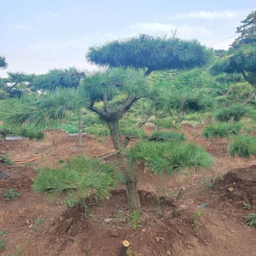 泰山景松，泰山造型松泰山望人松视频看货