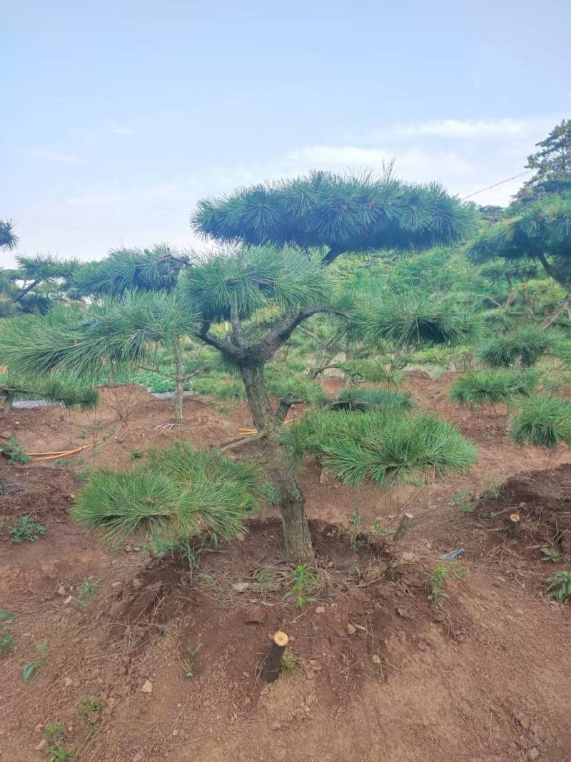 泰山景松，泰山造型松泰山望人松视频看货