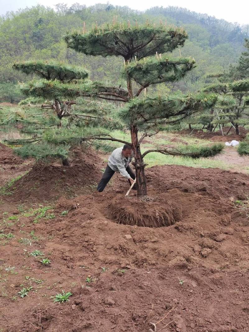 泰山景松，泰山造型松泰山望人松视频看货