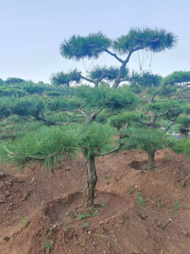 泰山景松，泰山造型松泰山望人松视频看货