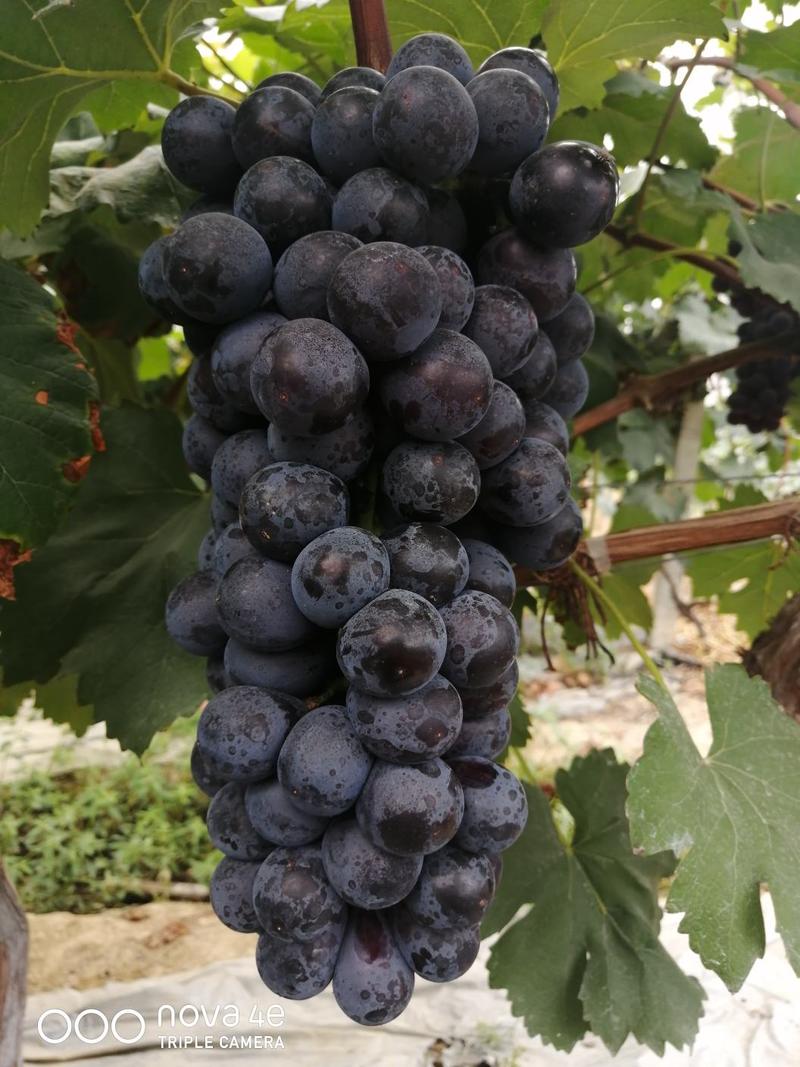 夏黑葡萄果肉甜脆香，含多种维生素，多吃可以美容养颜。