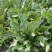 法国酸模种子法国大叶酸模野菠菜蓼科草酸香草香料芽菜特菜种