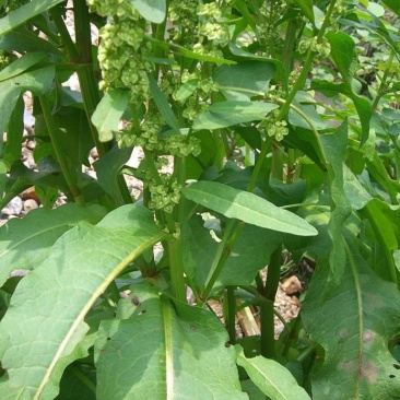 法国酸模种子法国大叶酸模野菠菜蓼科草酸香草香料芽菜特菜种