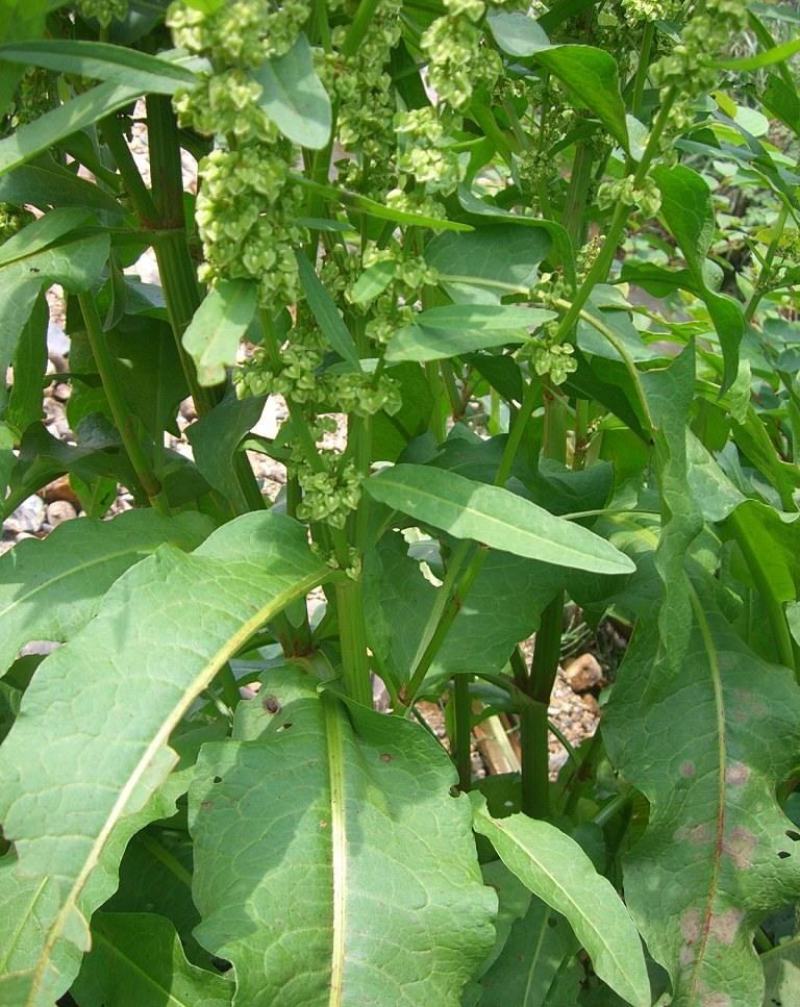 法国酸模种子法国大叶酸模野菠菜蓼科草酸香草香料芽菜特菜种