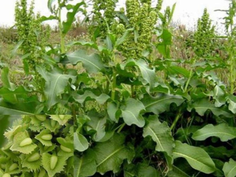 法国酸模种子法国大叶酸模野菠菜蓼科草酸香草香料芽菜特菜种
