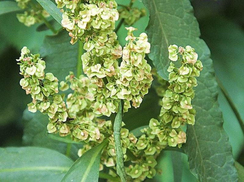法国酸模种子法国大叶酸模野菠菜蓼科草酸香草香料芽菜特菜种
