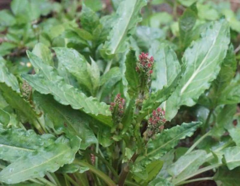 法国酸模种子法国大叶酸模野菠菜蓼科草酸香草香料芽菜特菜种