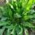 法国酸模种子法国大叶酸模野菠菜蓼科草酸香草香料芽菜特菜种