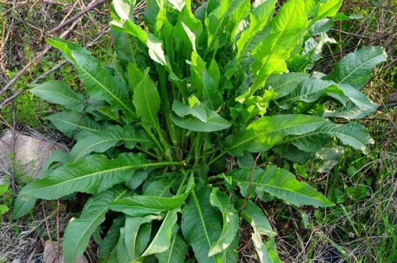 法国酸模种子法国大叶酸模野菠菜蓼科草酸香草香料芽菜特菜种