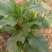 法国酸模种子法国大叶酸模野菠菜蓼科草酸香草香料芽菜特菜种