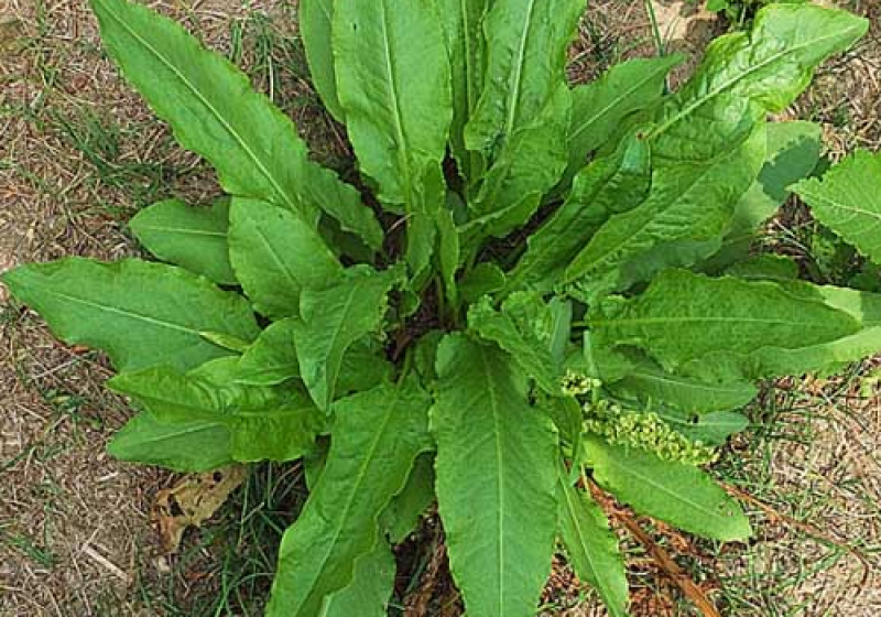 法国酸模种子法国大叶酸模野菠菜蓼科草酸香草香料芽菜特菜种