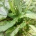法国酸模种子法国大叶酸模野菠菜蓼科草酸香草香料芽菜特菜种