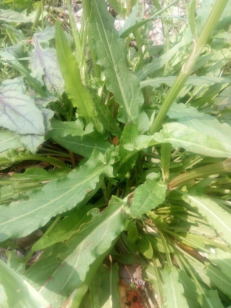 法国酸模种子法国大叶酸模野菠菜蓼科草酸香草香料芽菜特菜种