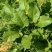 法国酸模种子法国大叶酸模野菠菜蓼科草酸香草香料芽菜特菜种