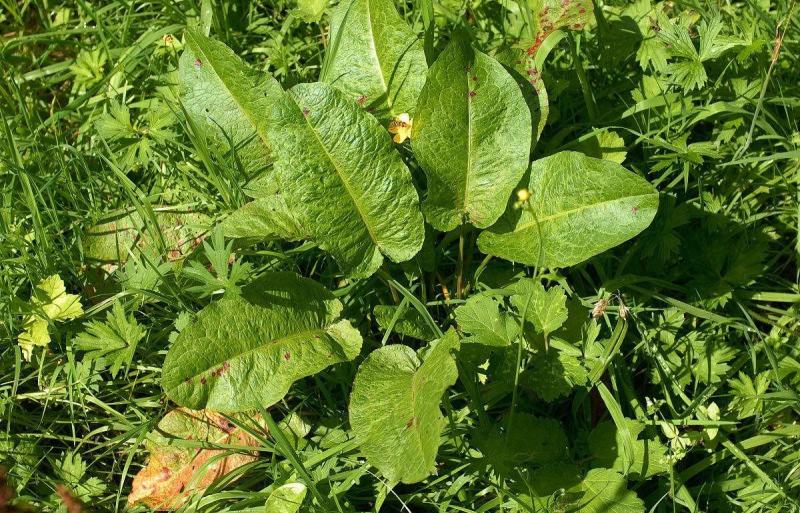 法国酸模种子法国大叶酸模野菠菜蓼科草酸香草香料芽菜特菜种