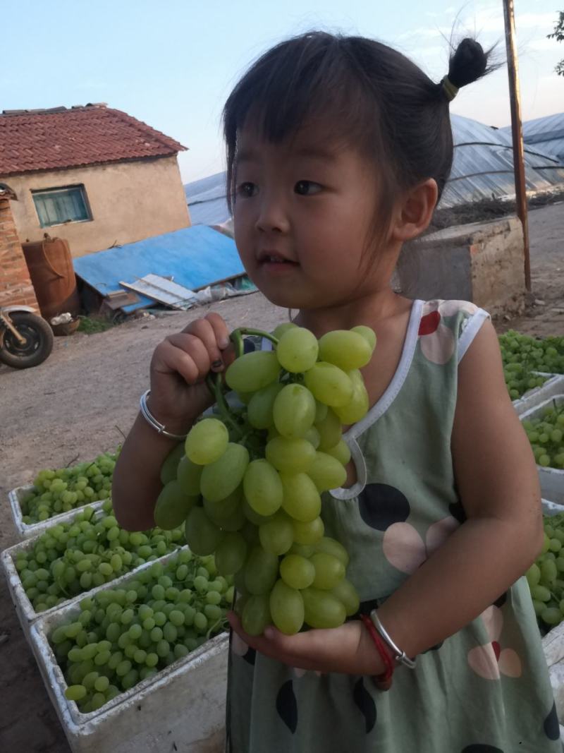 自家大棚维多利亚葡萄已上市欢迎各位老板来看货长期合作
