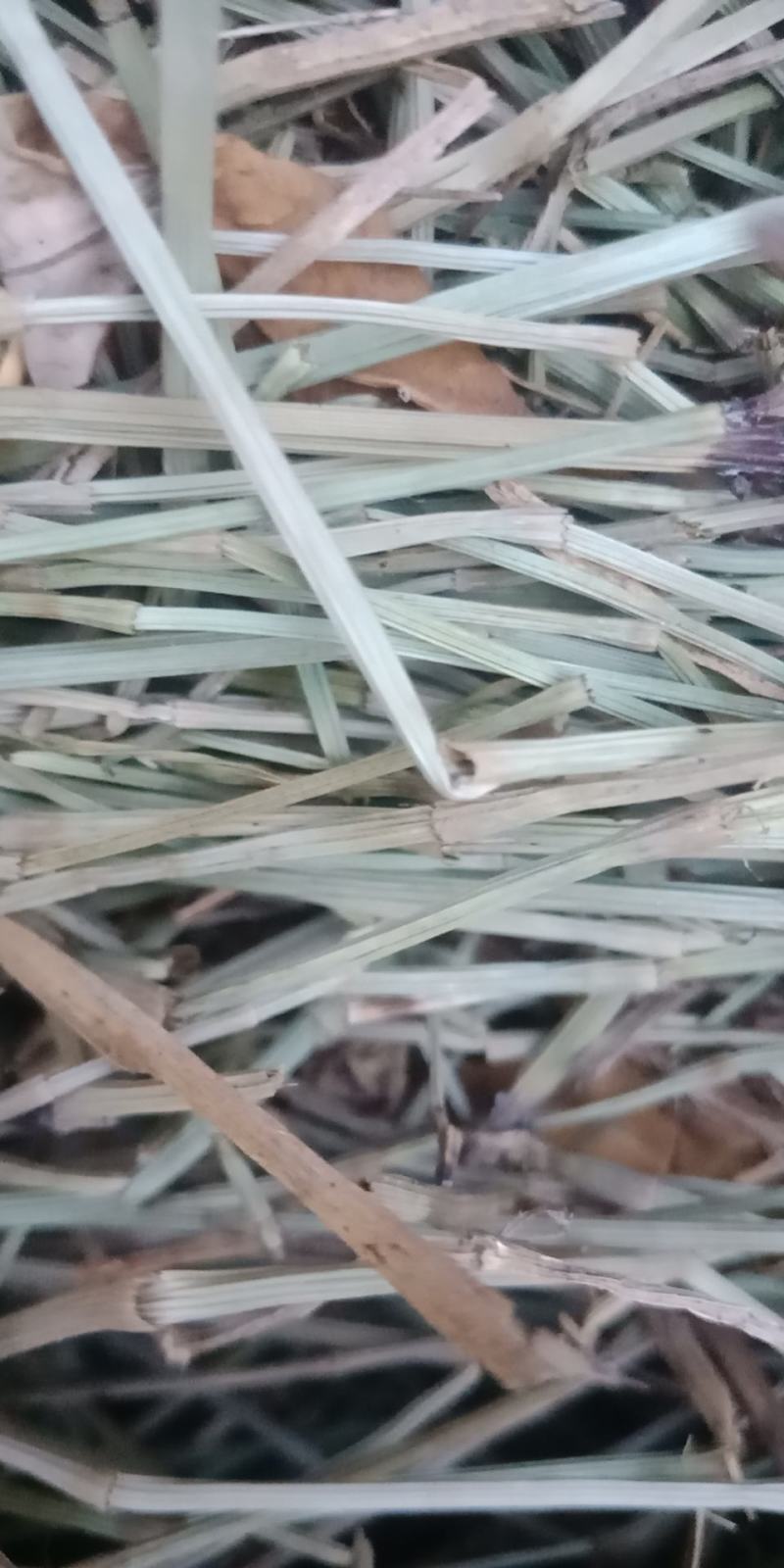 纯野生木贼、节节草、麻黄草，纯手工分拣，太阳自然晒干，
