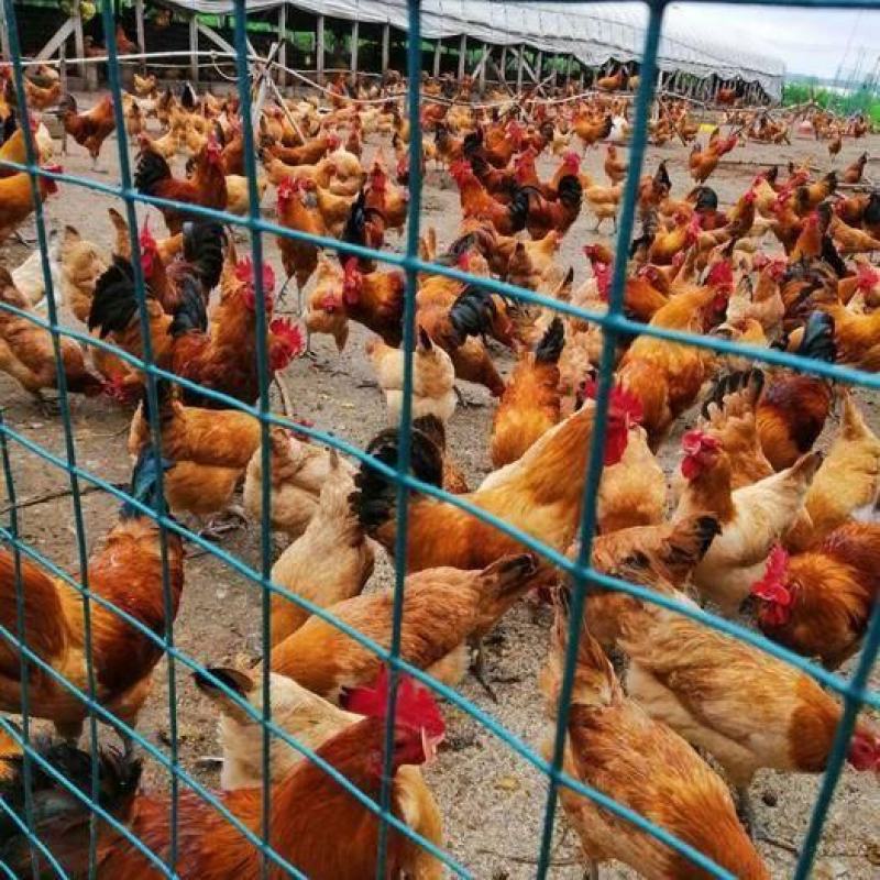 脱温鸡苗正宗土鸡青脚鸡三黄鸡麻鸡草鸡苗质量好防疫全有保障