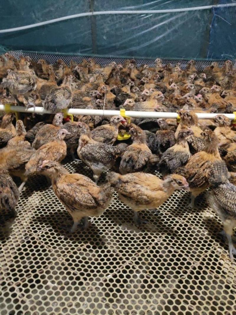 脱温鸡苗正宗土鸡青脚鸡三黄鸡麻鸡草鸡苗质量好防疫全有保障