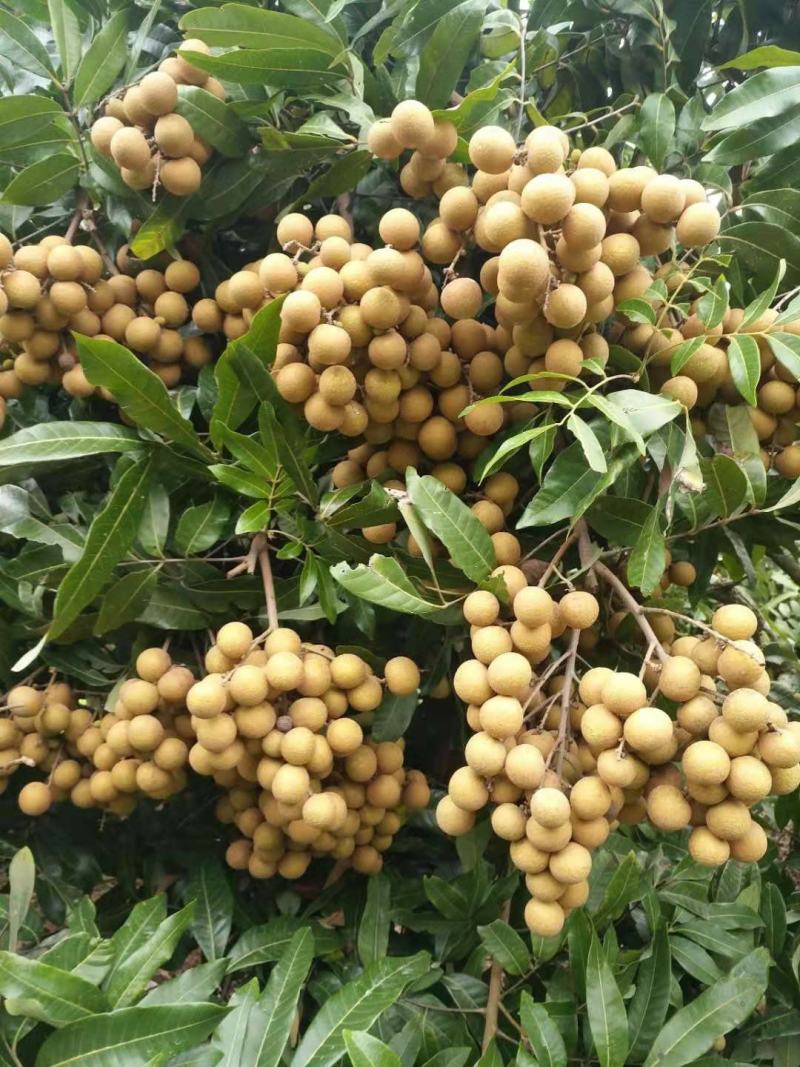 广东优质特产，储良石硖龙眼大量上市，果园基地鲜果直供