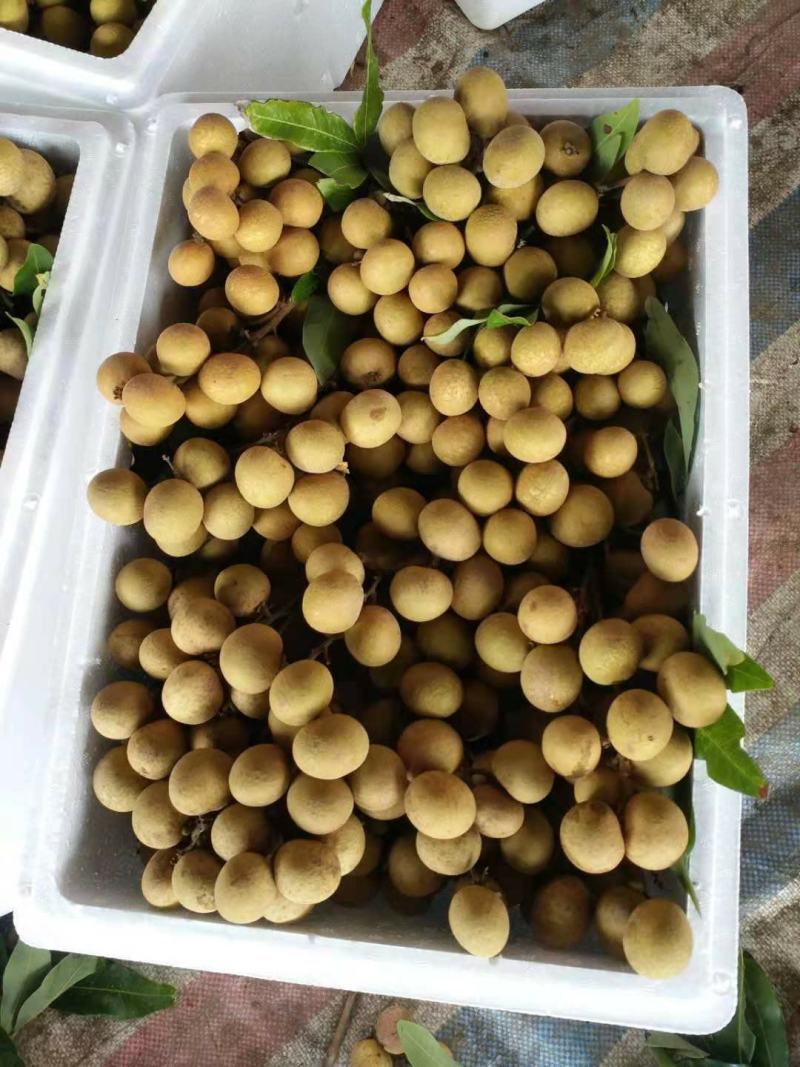 广东优质特产，储良石硖龙眼大量上市，果园基地鲜果直供