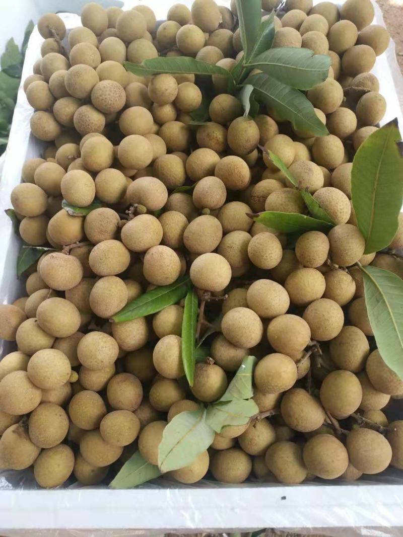 广东优质特产，储良石硖龙眼大量上市，果园基地鲜果直供