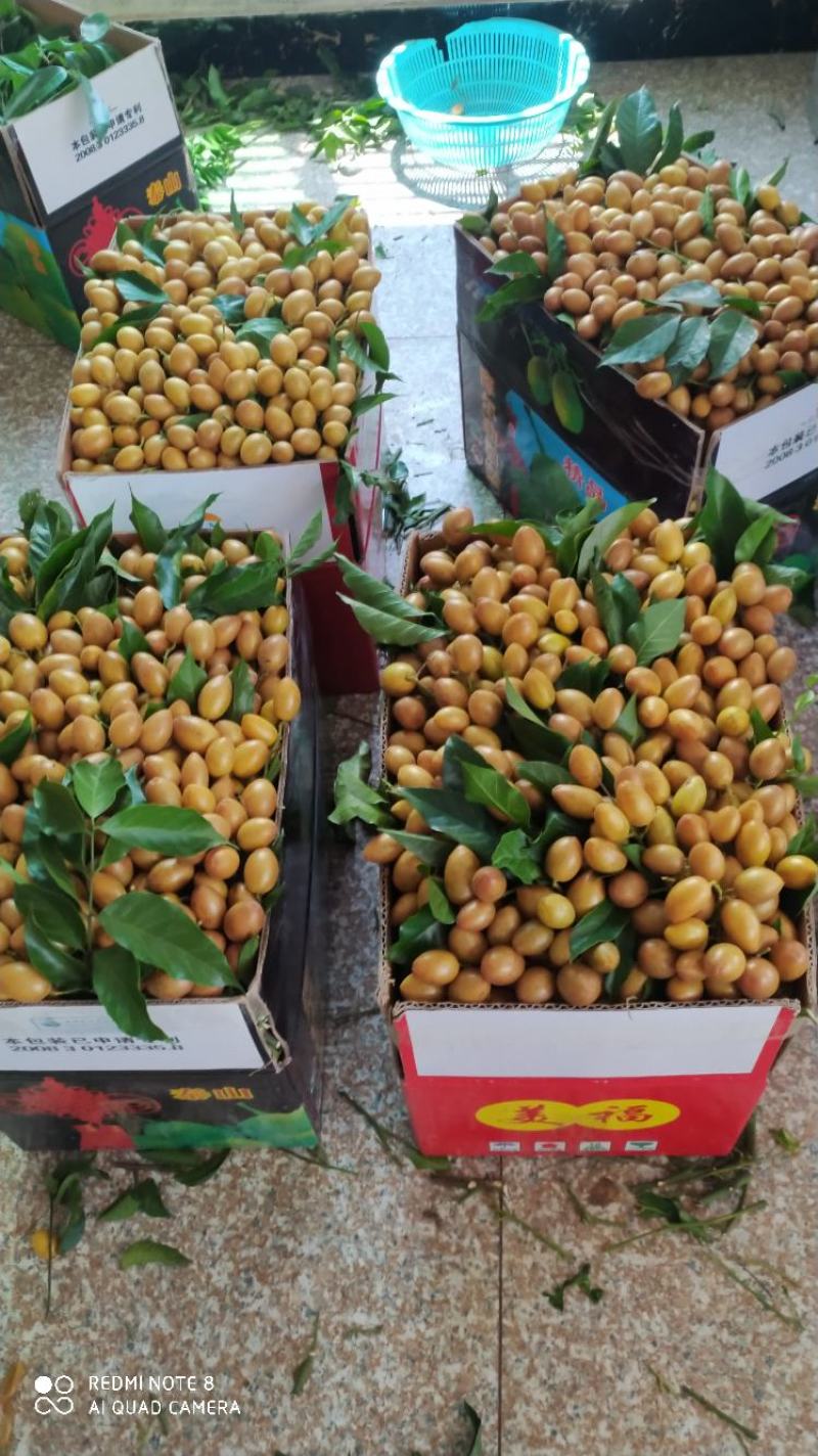 广东优质特产，储良石硖龙眼大量上市，果园基地鲜果直供
