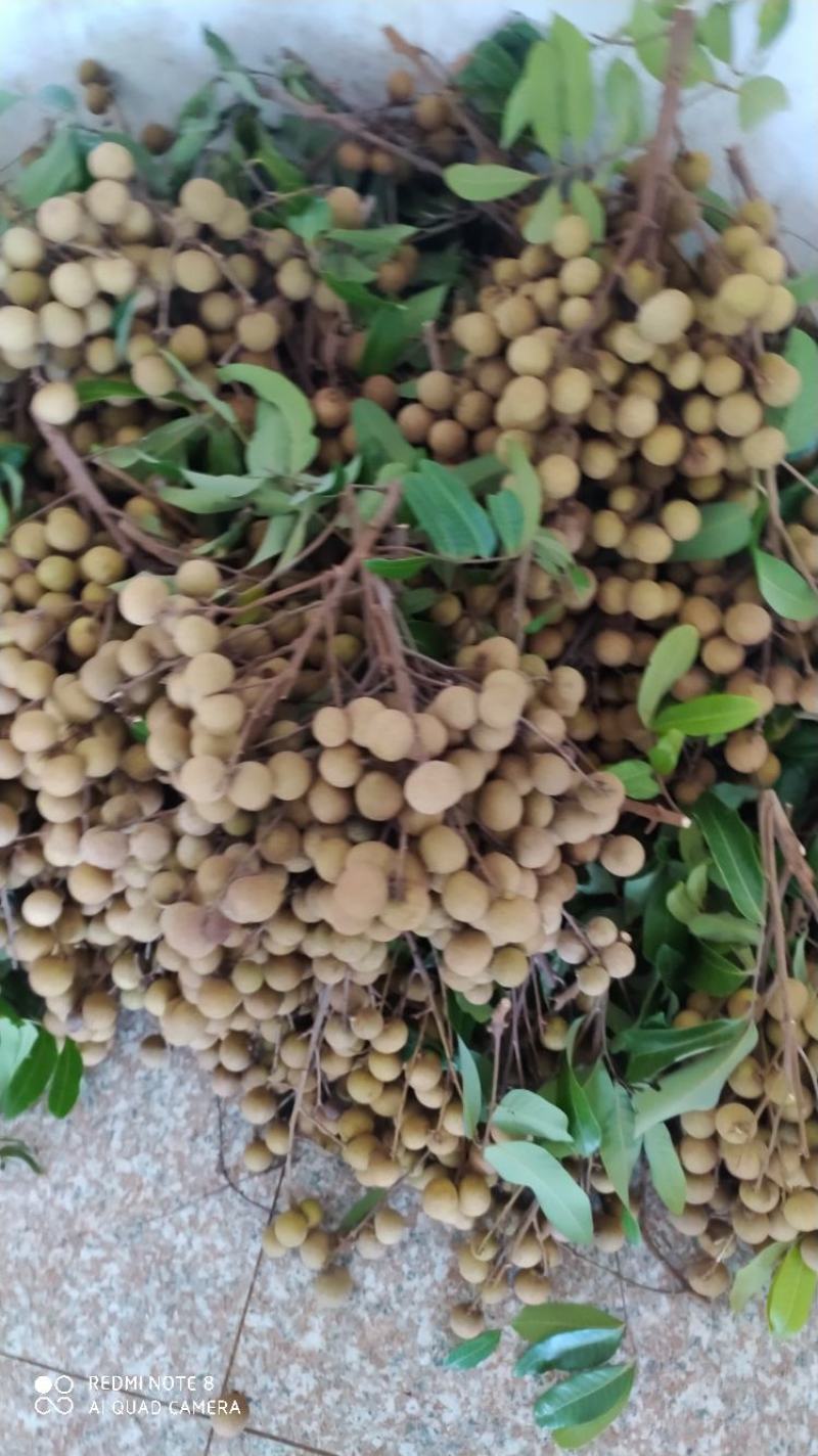 广东优质特产，储良石硖龙眼大量上市，果园基地鲜果直供