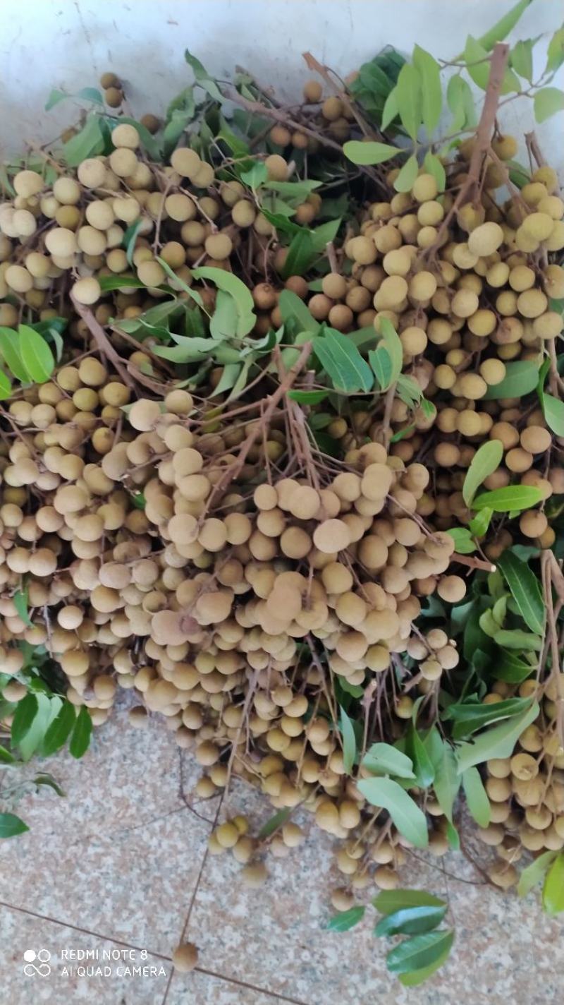 广东优质特产，储良石硖龙眼大量上市，果园基地鲜果直供