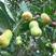 拐枣种子枳椇种子万子梨梨枣种子万寿果枳椇子野生果树种子