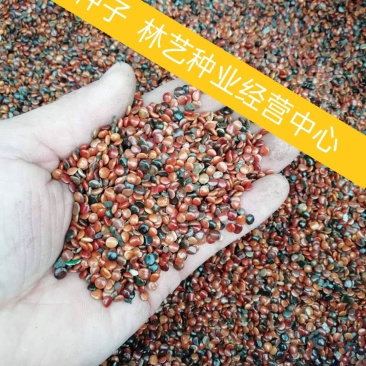 拐枣种子