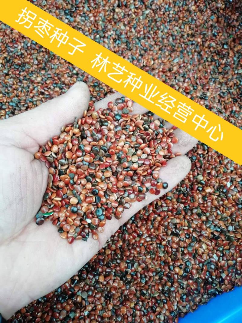 拐枣种子
