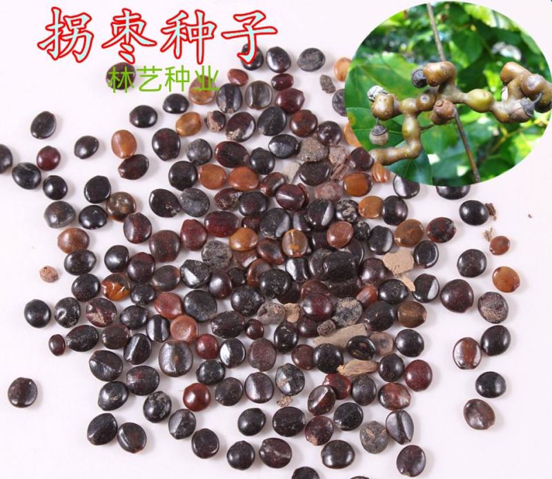 拐枣种子
