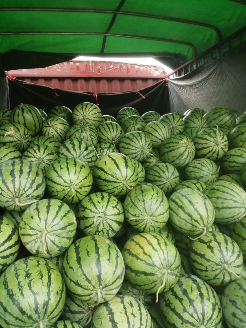 地雷王，美都，富春三号，丽园等品种，高品质！