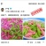 五种面食菜板套装厨房麻食子搓板麻食机莜面鱼麻食模具削面