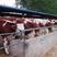 西门塔尔牛犊纯种西门塔尔厂家直供包技术标价卖