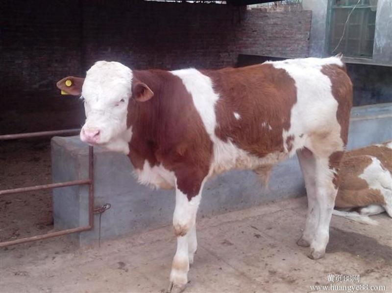 西门塔尔牛犊纯种西门塔尔厂家直供包技术标价卖