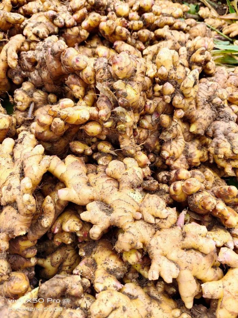 云南小黄二黄姜普洱茶预售
