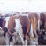 【诚信养殖】牛犊小牛活体十头送一头，赠送铡草机，包运输