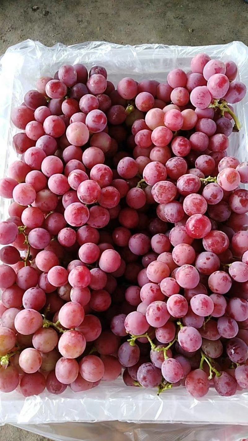 新疆红提批发