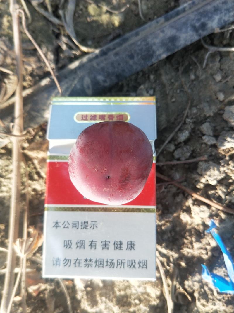 新疆红提批发