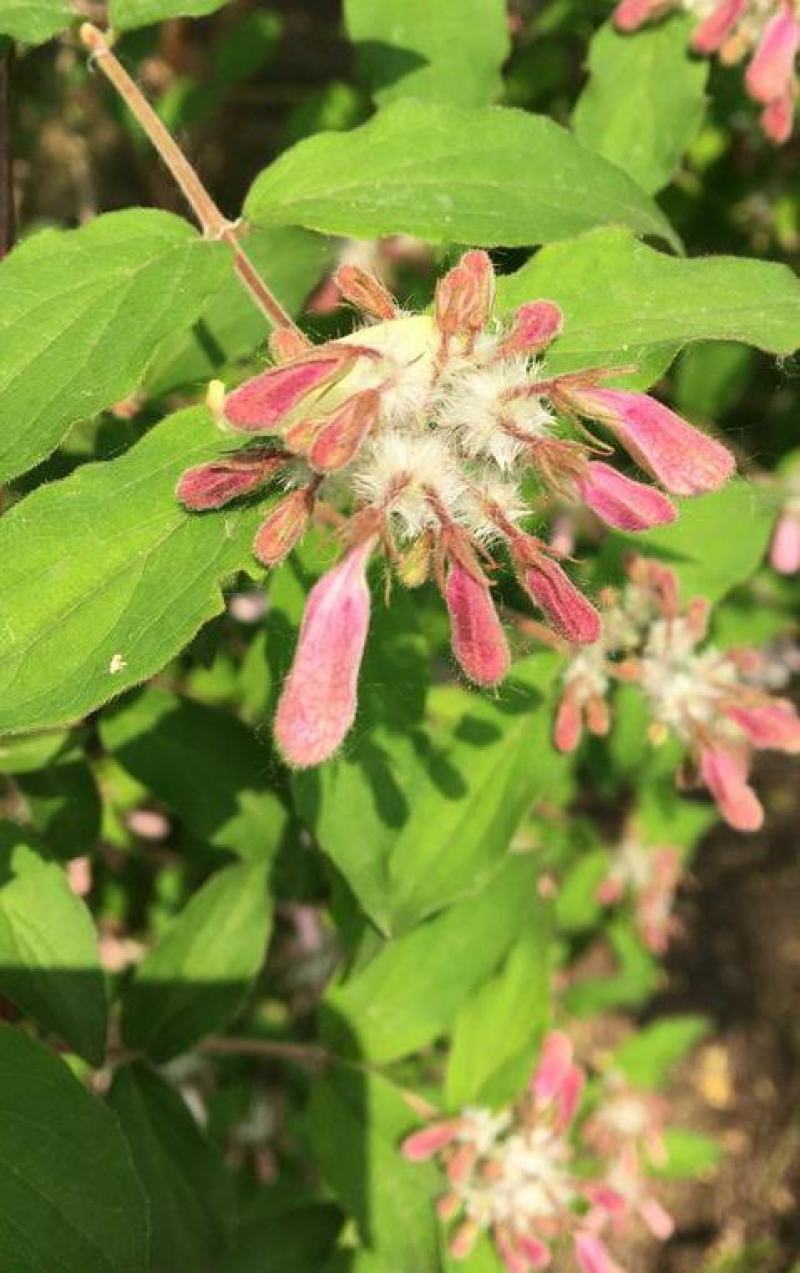 当年新采集猬实花种子花卉种子林木绿化种子阳台花卉种子