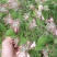 当年新采集猬实花种子花卉种子林木绿化种子阳台花卉种子