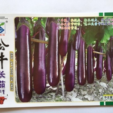 公牛长茄茄子种子，头尾均匀,深紫红色,表皮光亮1000粒