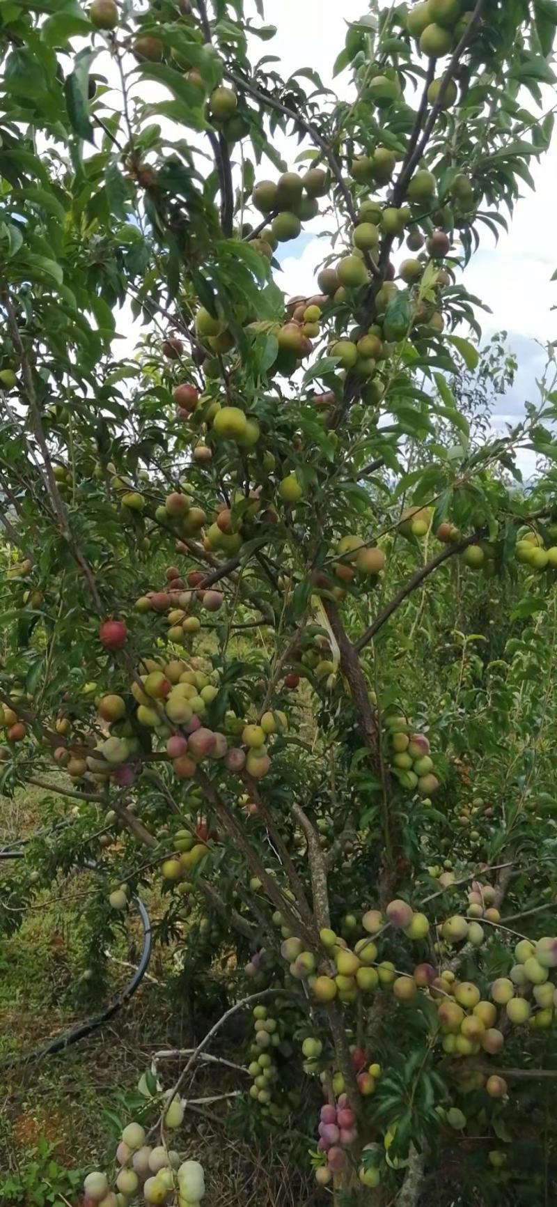 云南高山李子，脆甜，糖度高。耐运输