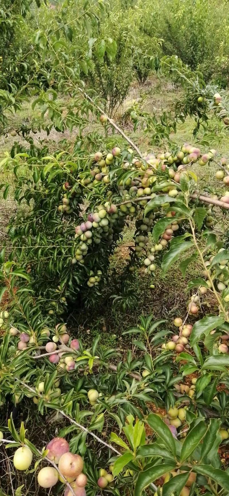 云南高山李子，脆甜，糖度高。耐运输